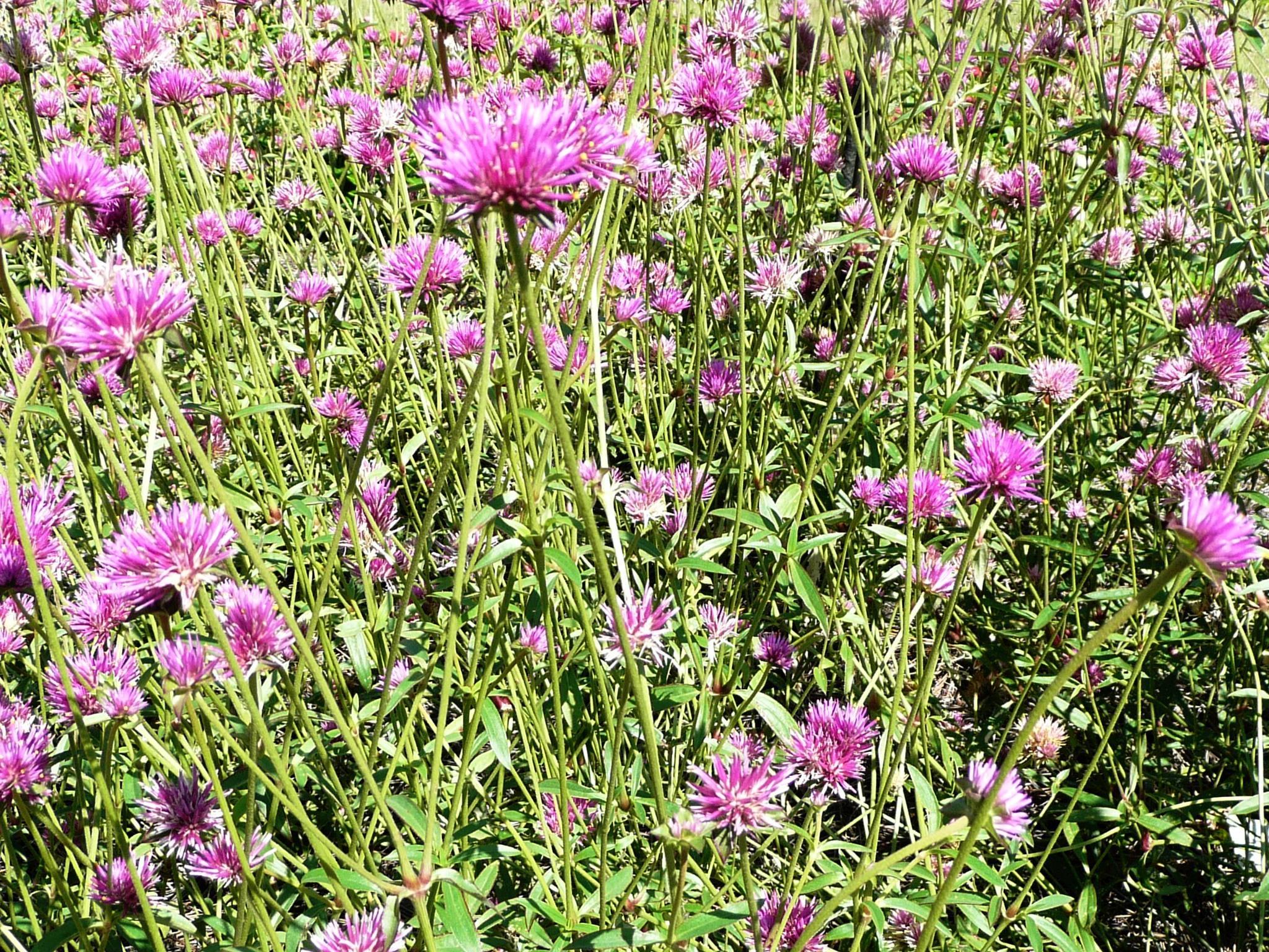 Gomphrena produces colorful flowers now til frost