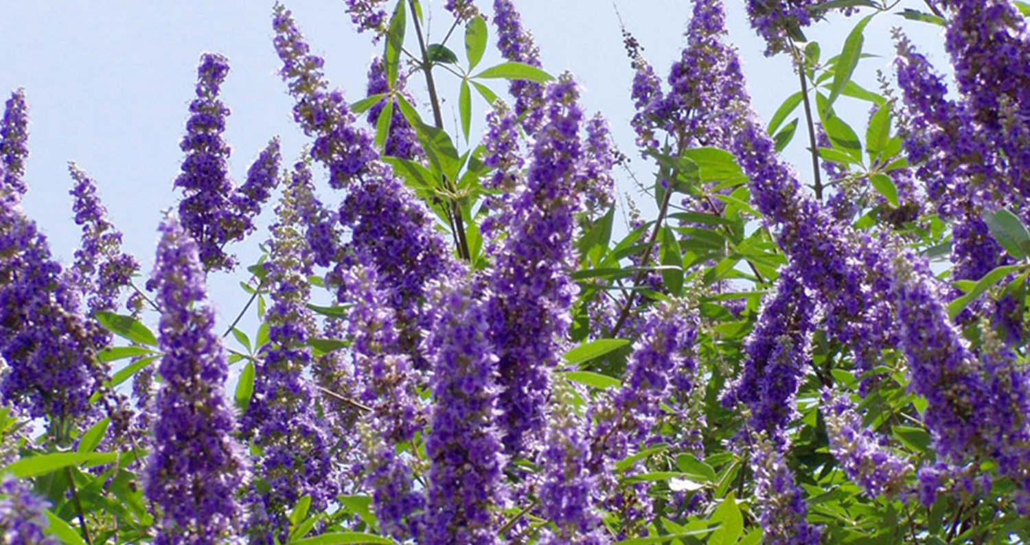 Shoal Creek Vitex.