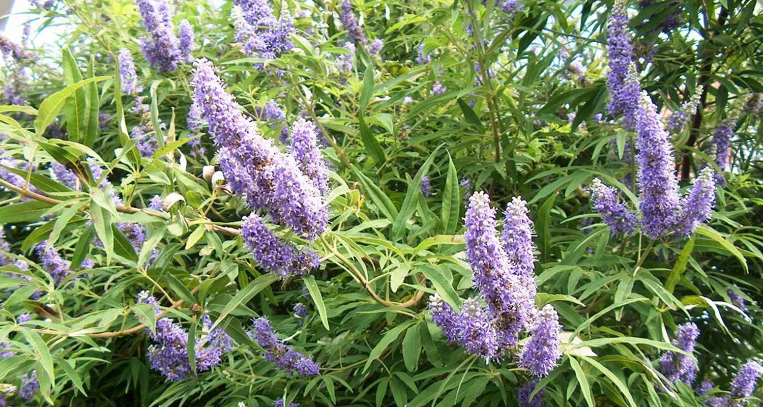Shoal Creek Vitex - Louisiana Super Plant Spring 2011