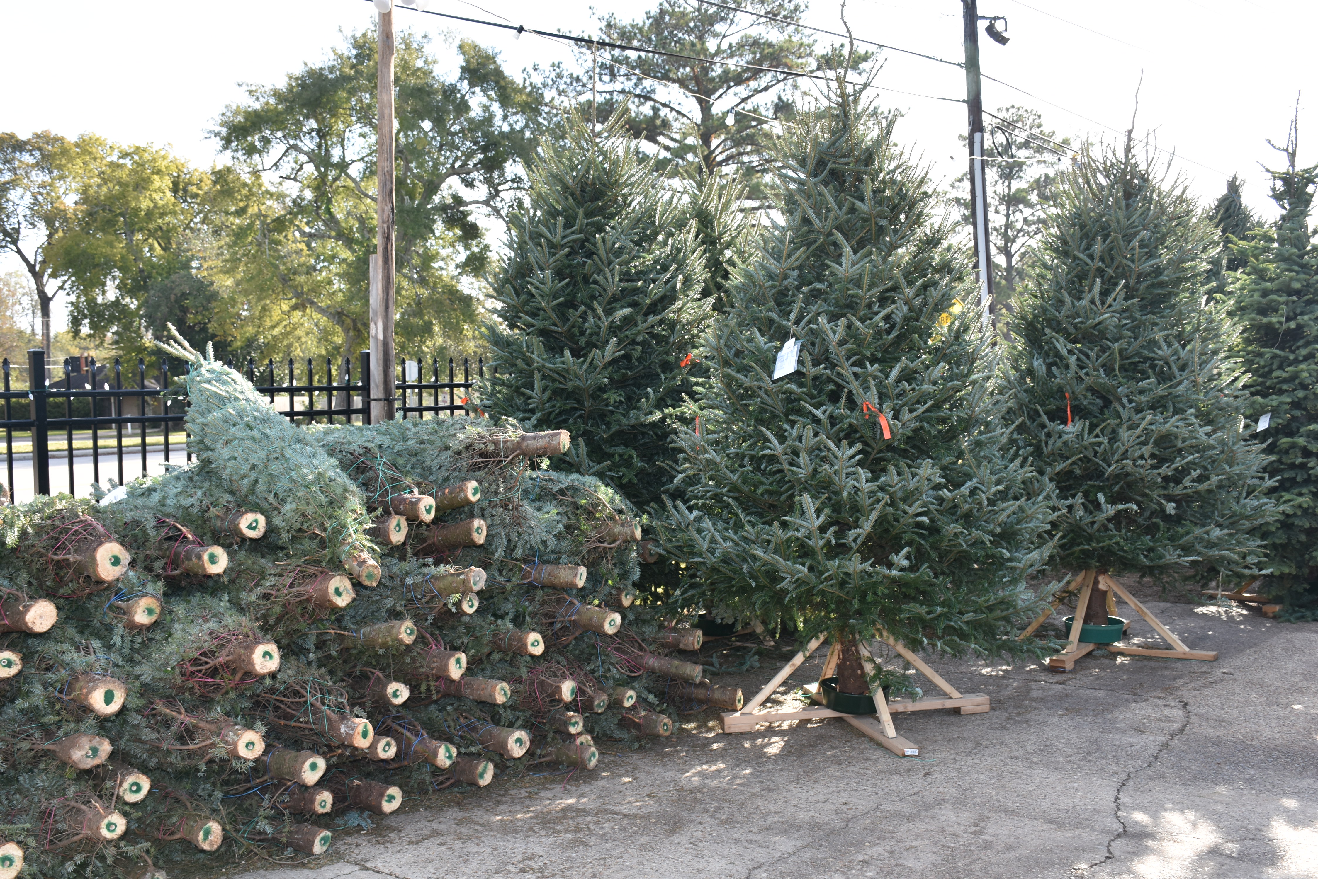 Think safety first when caring for Christmas trees 