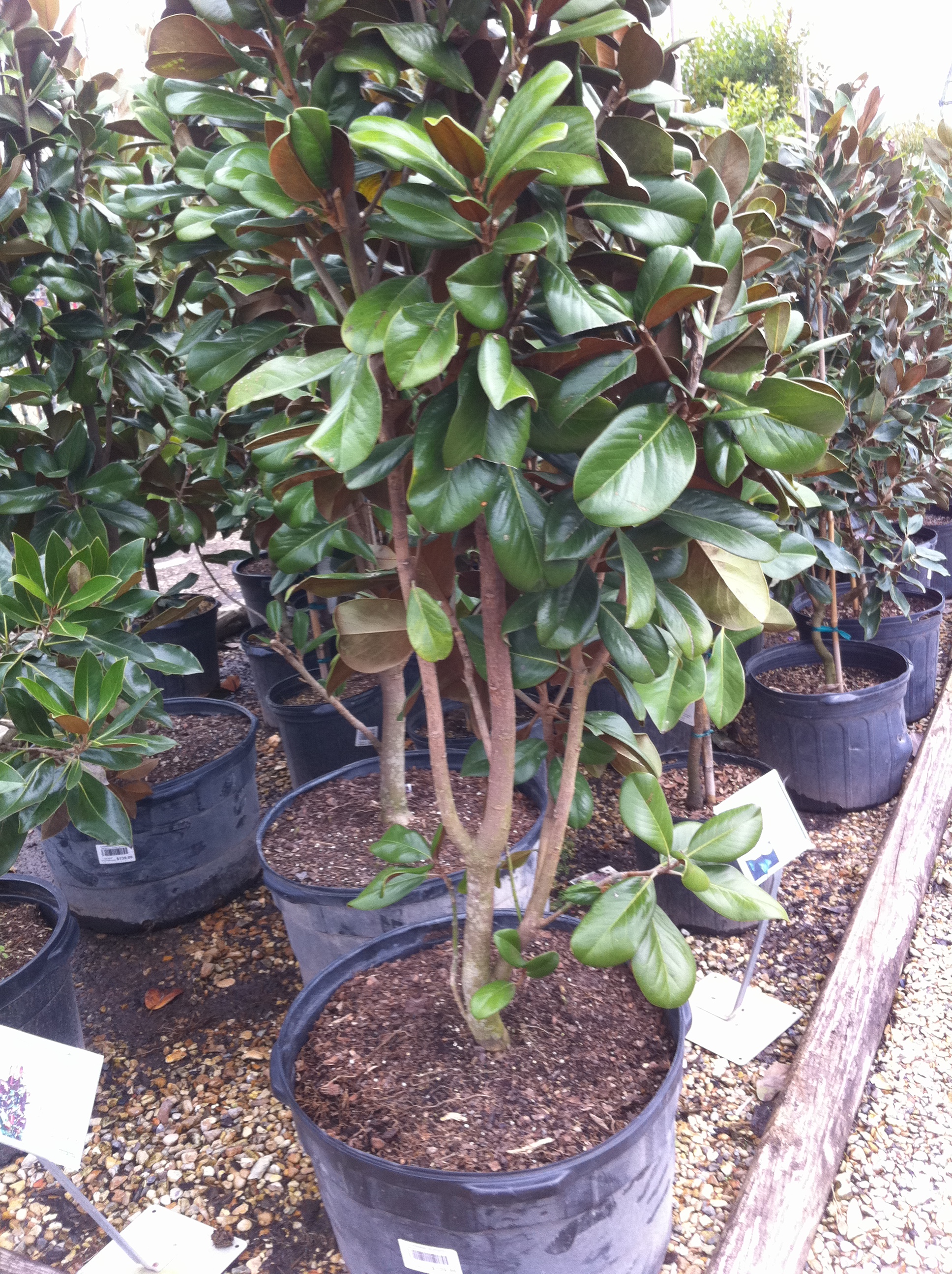 Fall is for planting trees, shrubs and more