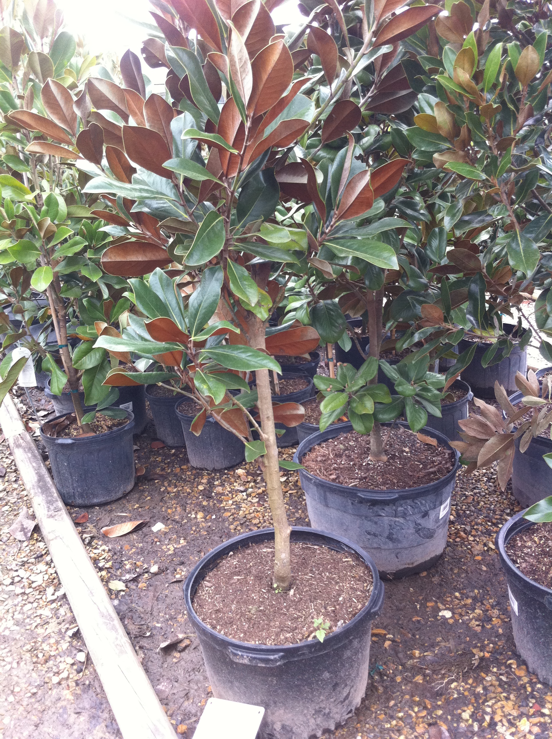 tree in pot