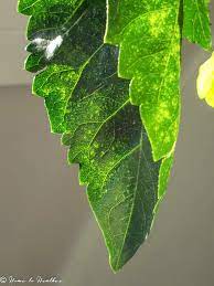 46_fig_4_spider_mite_damagejpg