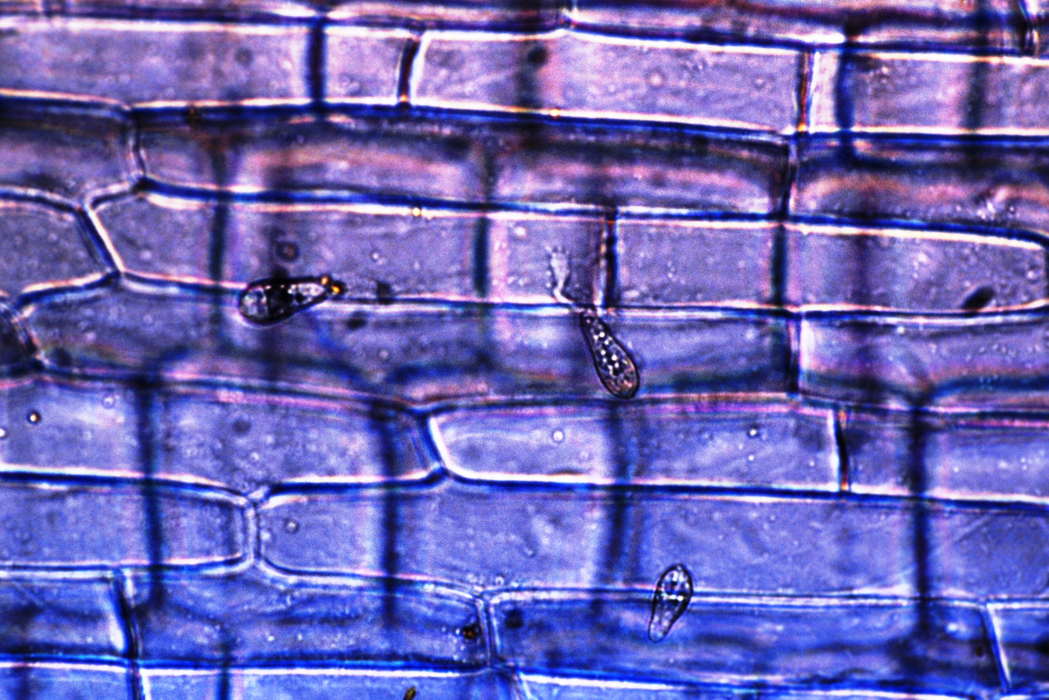 Pyricularia Oryzae Spore Germination