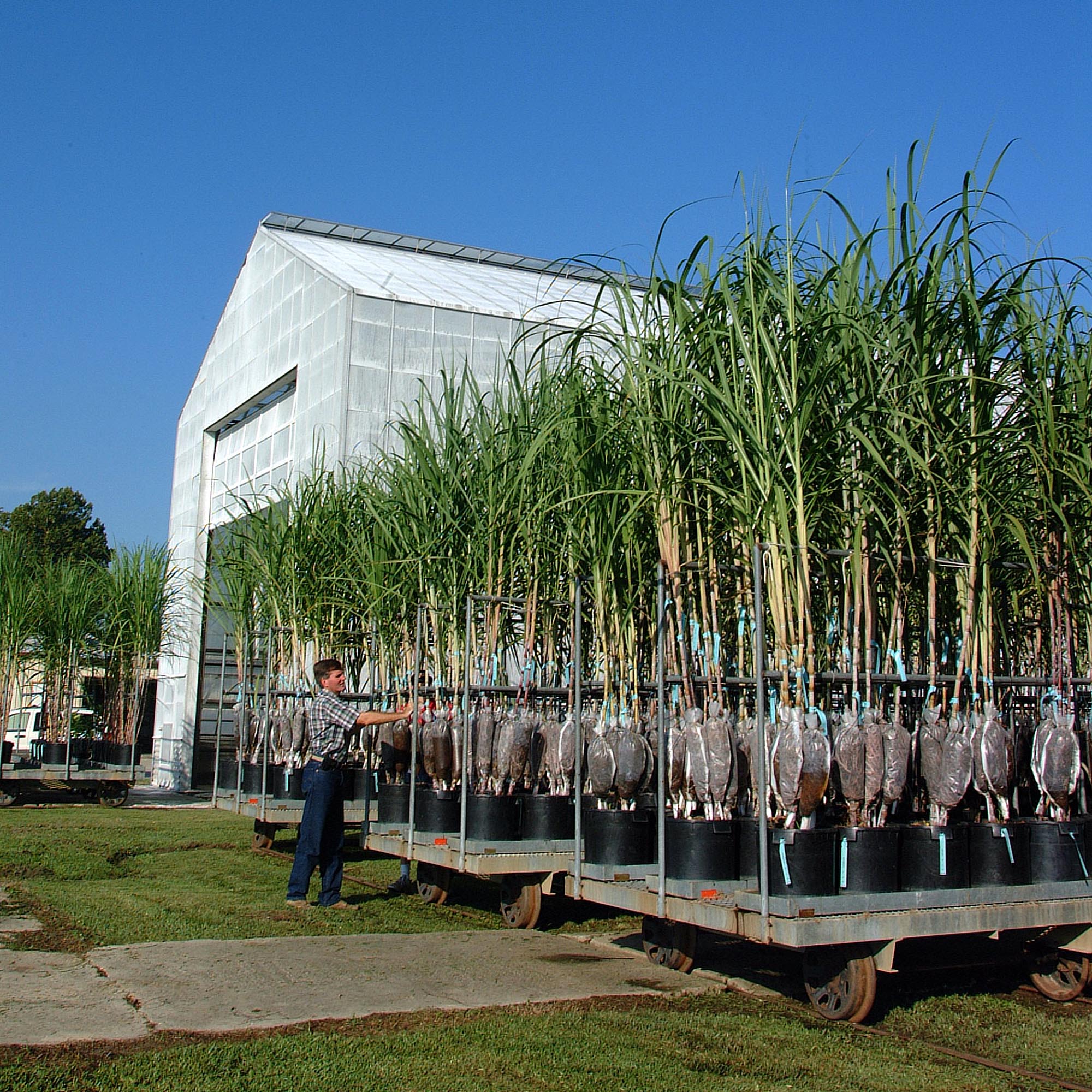 Sugarcane field day set for July 19 in St. Gabriel 
