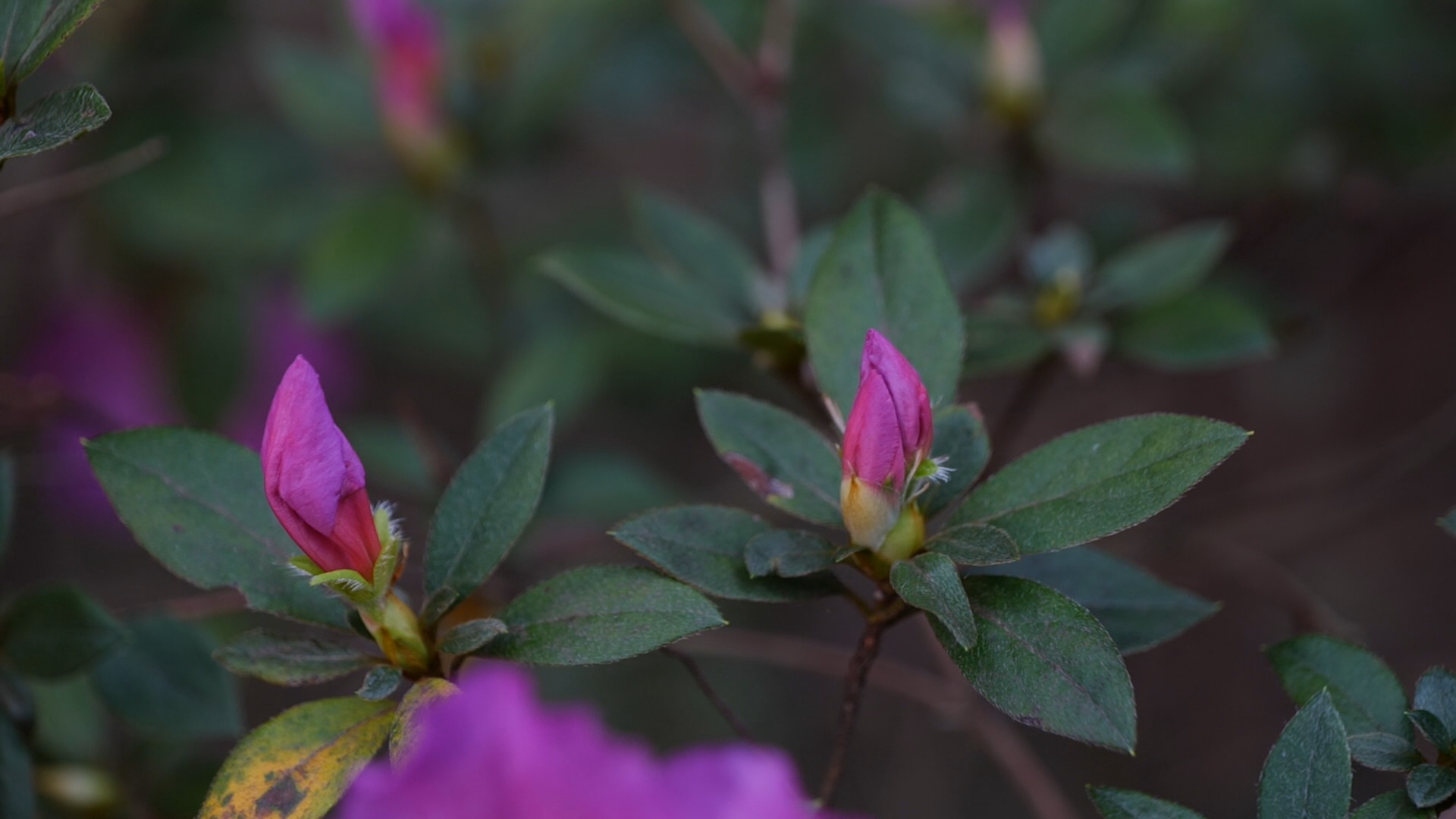 Get It Growing: To prune or not to prune?