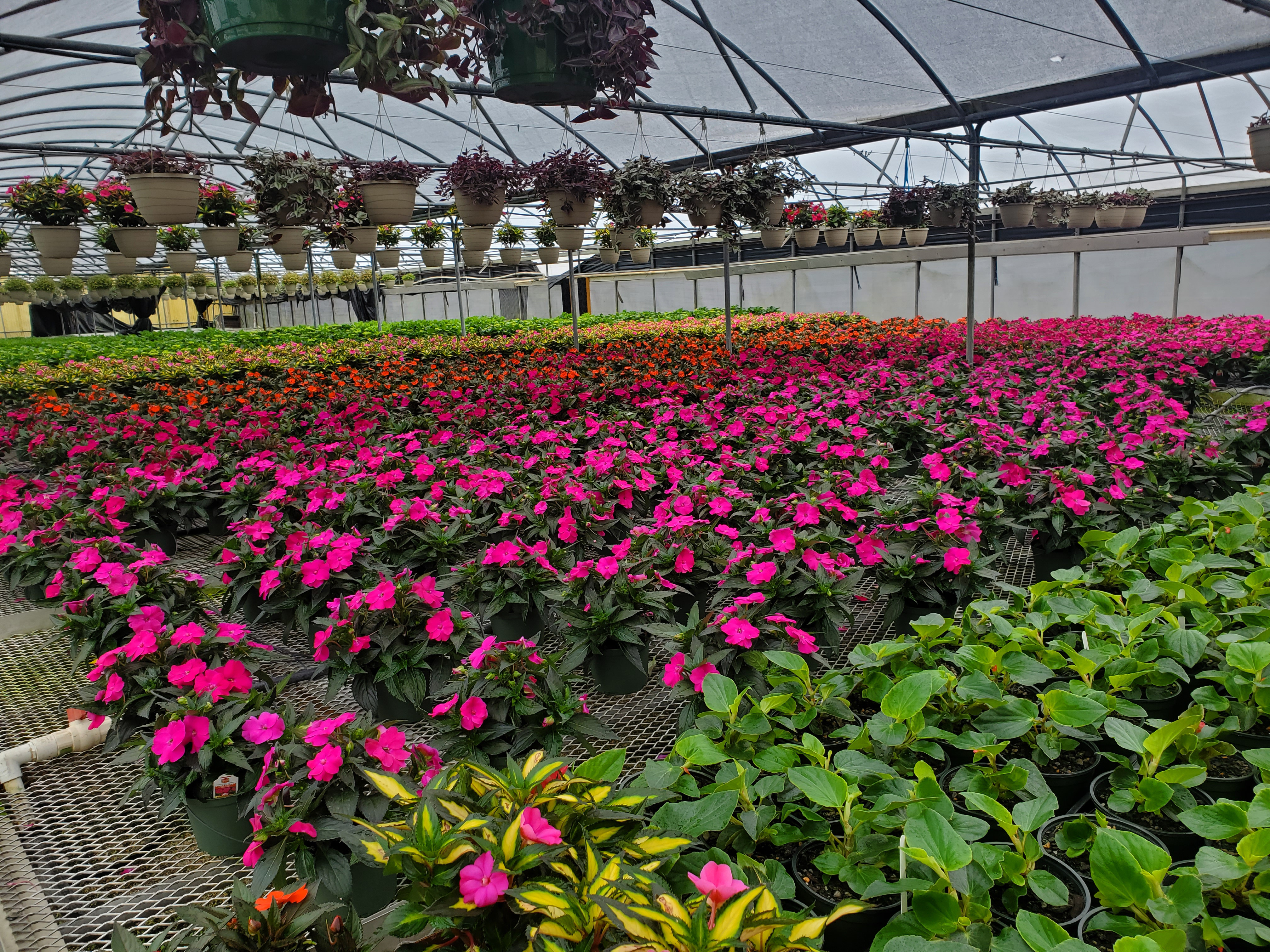 Louisiana Nurseries: A Growing Industry Dealing With Labor Shortages 