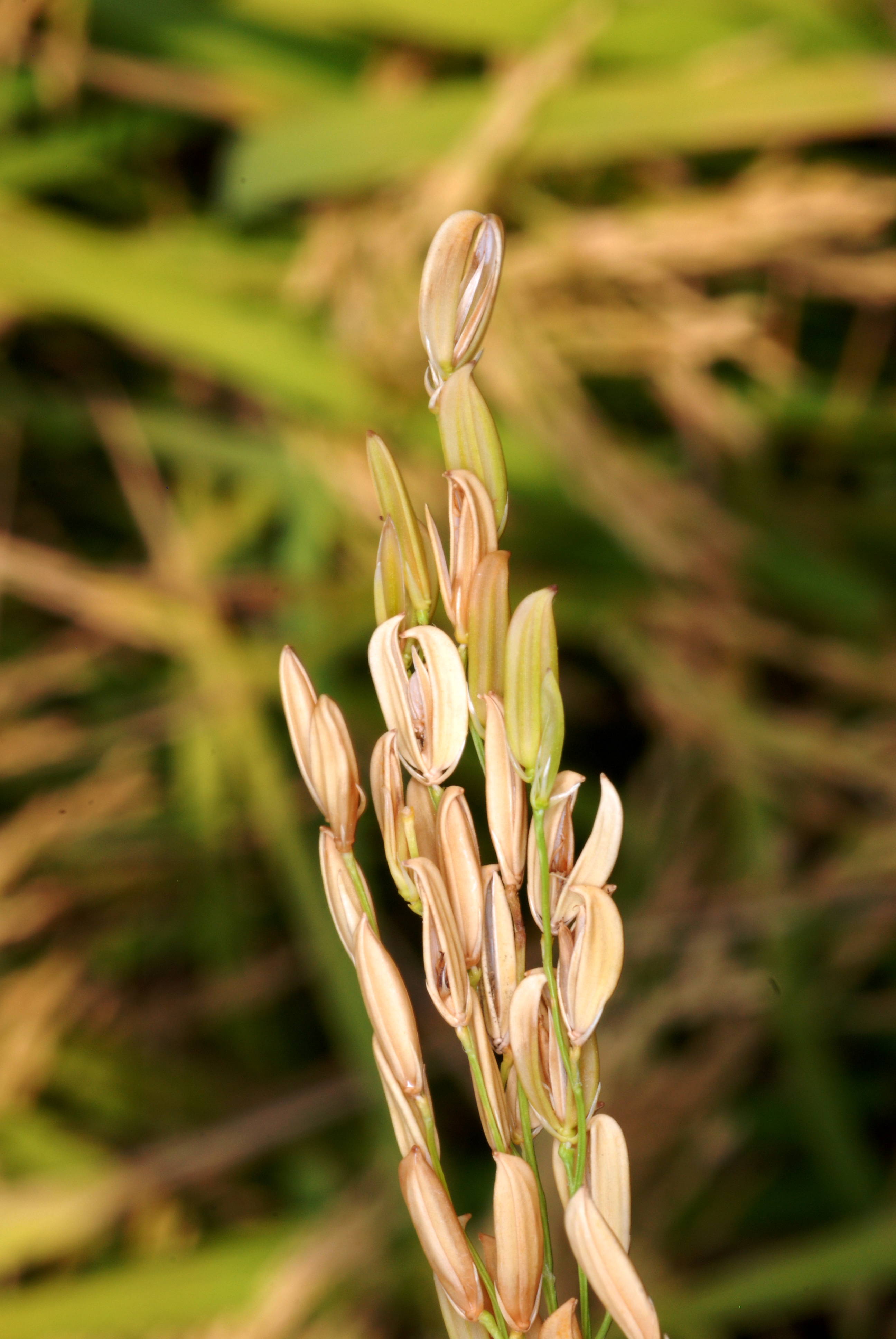Curved Palea and Lemma Symptoms