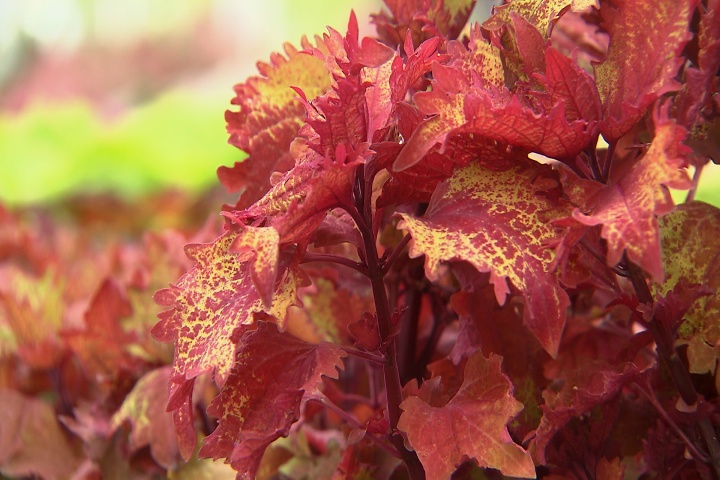 Henna coleus is a colorful Super Plant for summer gardens