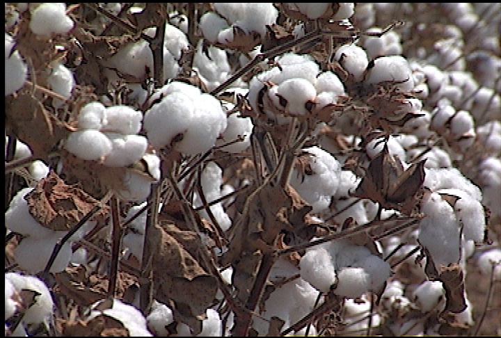 Cotton acreage predicted to be lower
