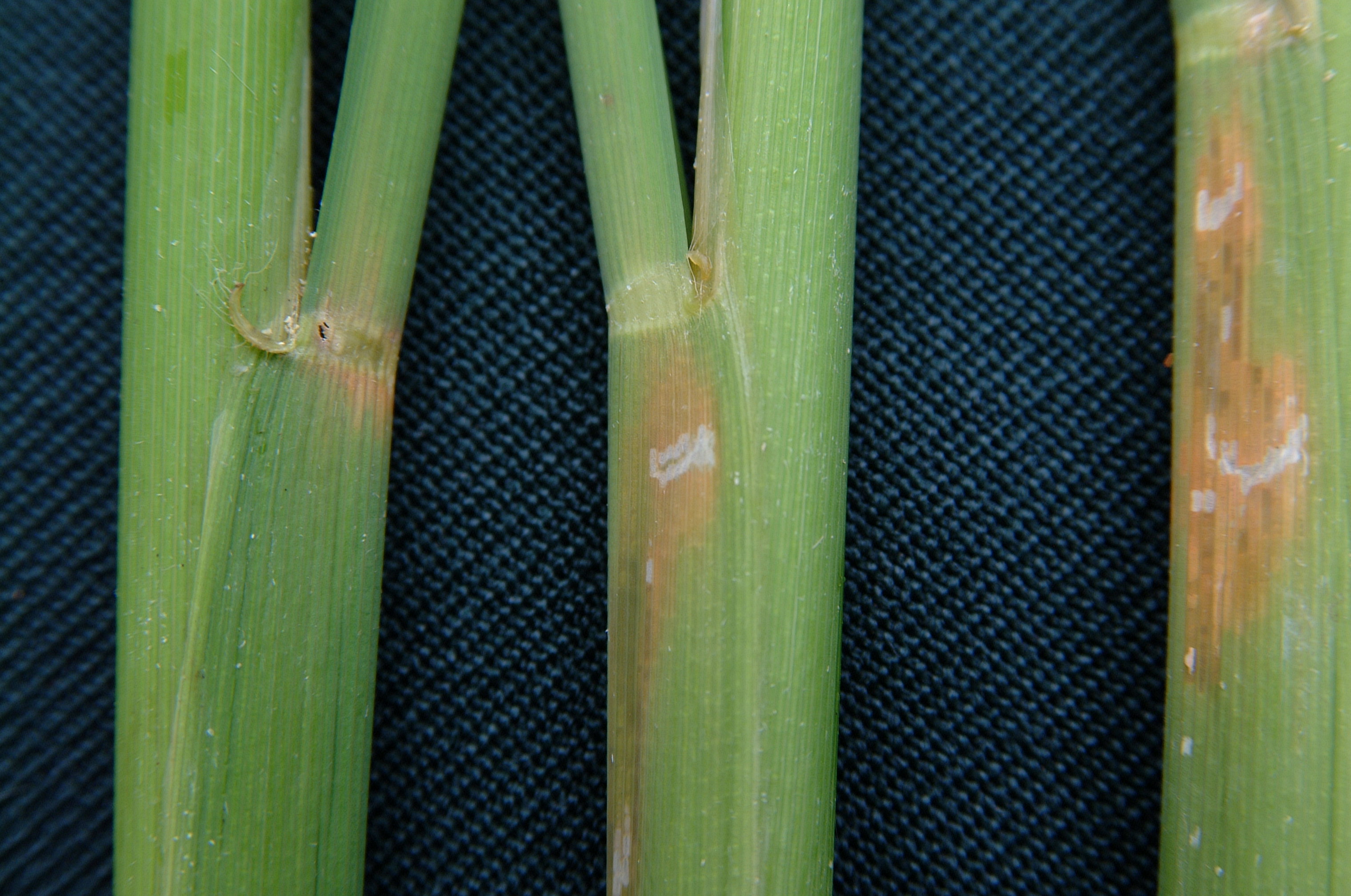 Orange discoloration of the leaf sheath due early instar stem borer feeding.