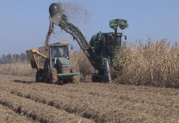 Sugarcane harvest is winding down