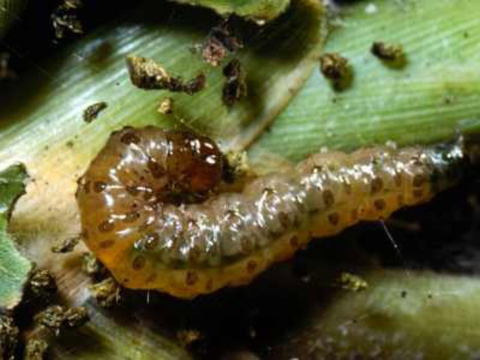 Tropical Sod Webworms are Wreaking Havoc on Louisiana Lawns