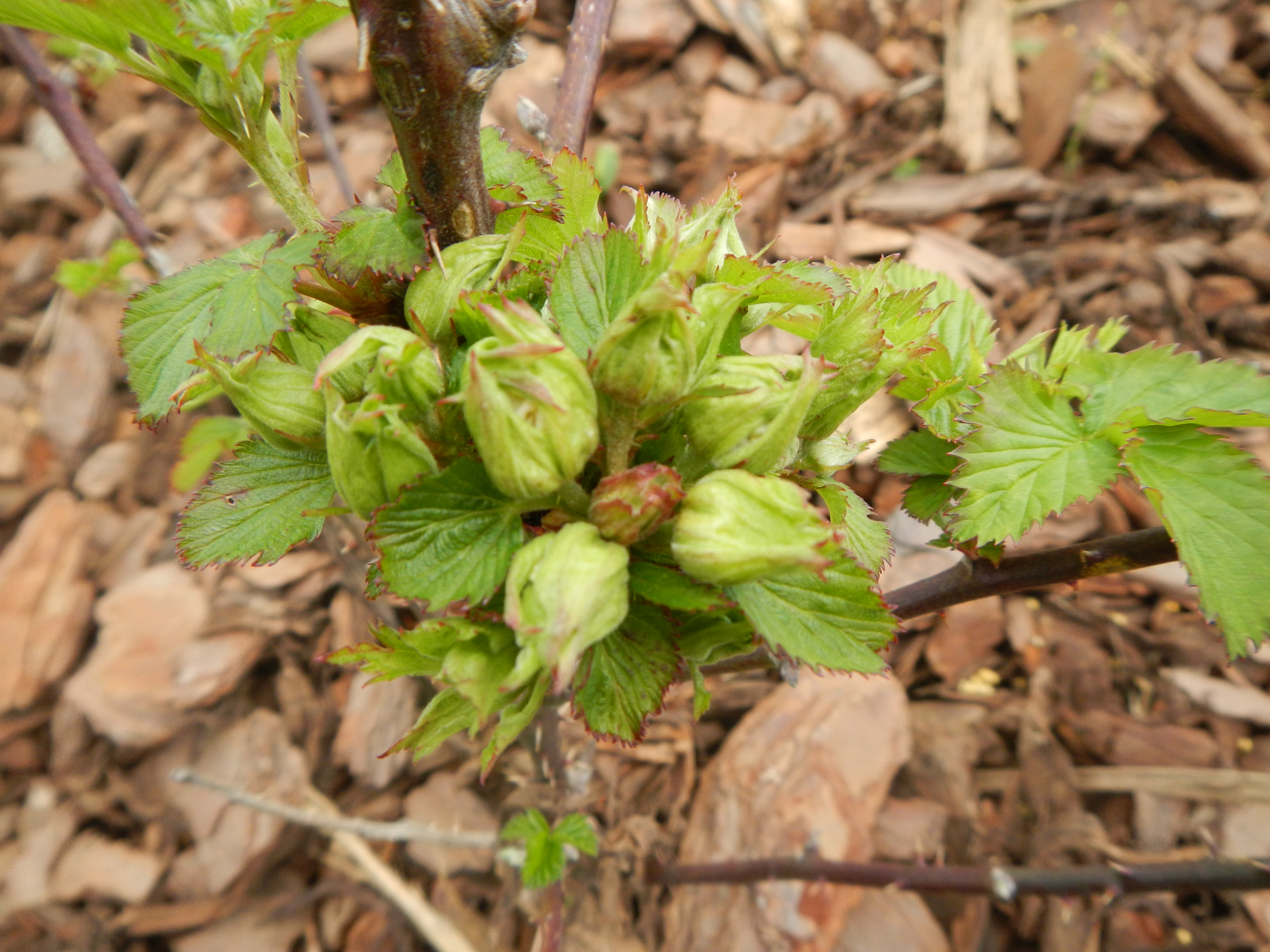 Rosette formations on blackberries