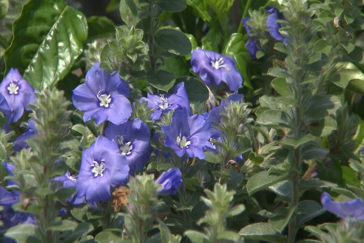 Add blue daze to your summer flower bed