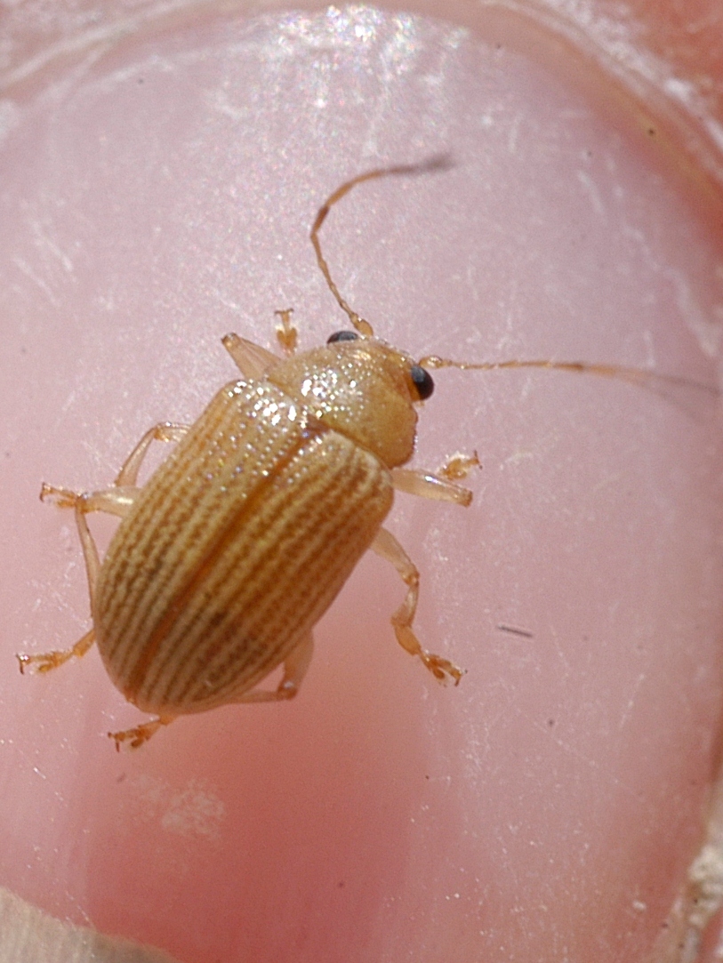 Colaspis spp.