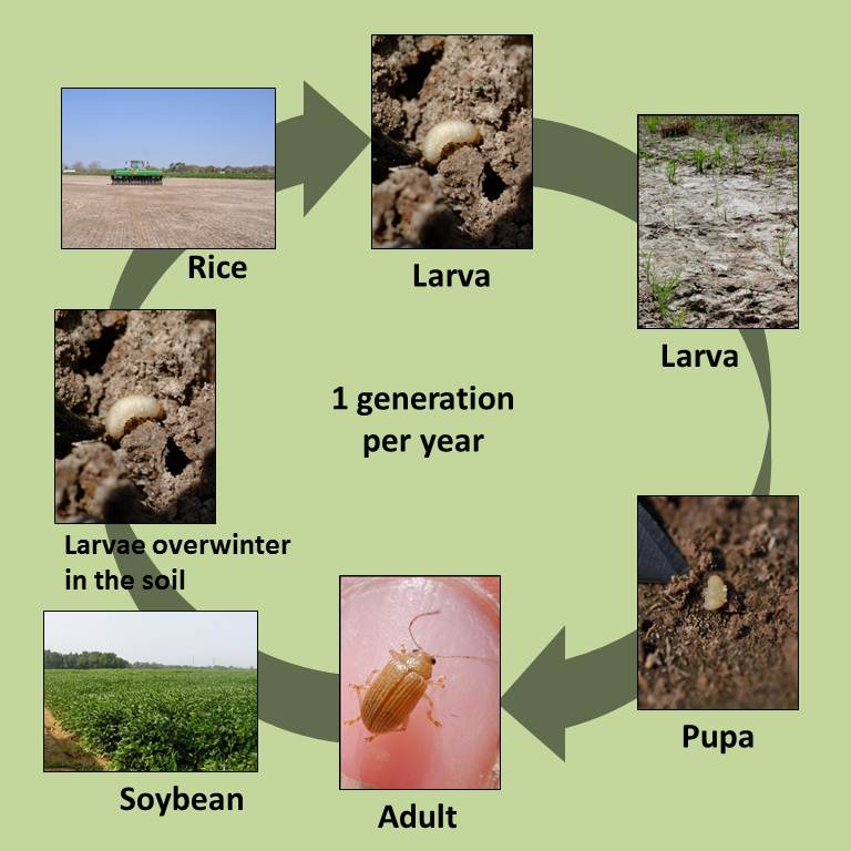 life cycle