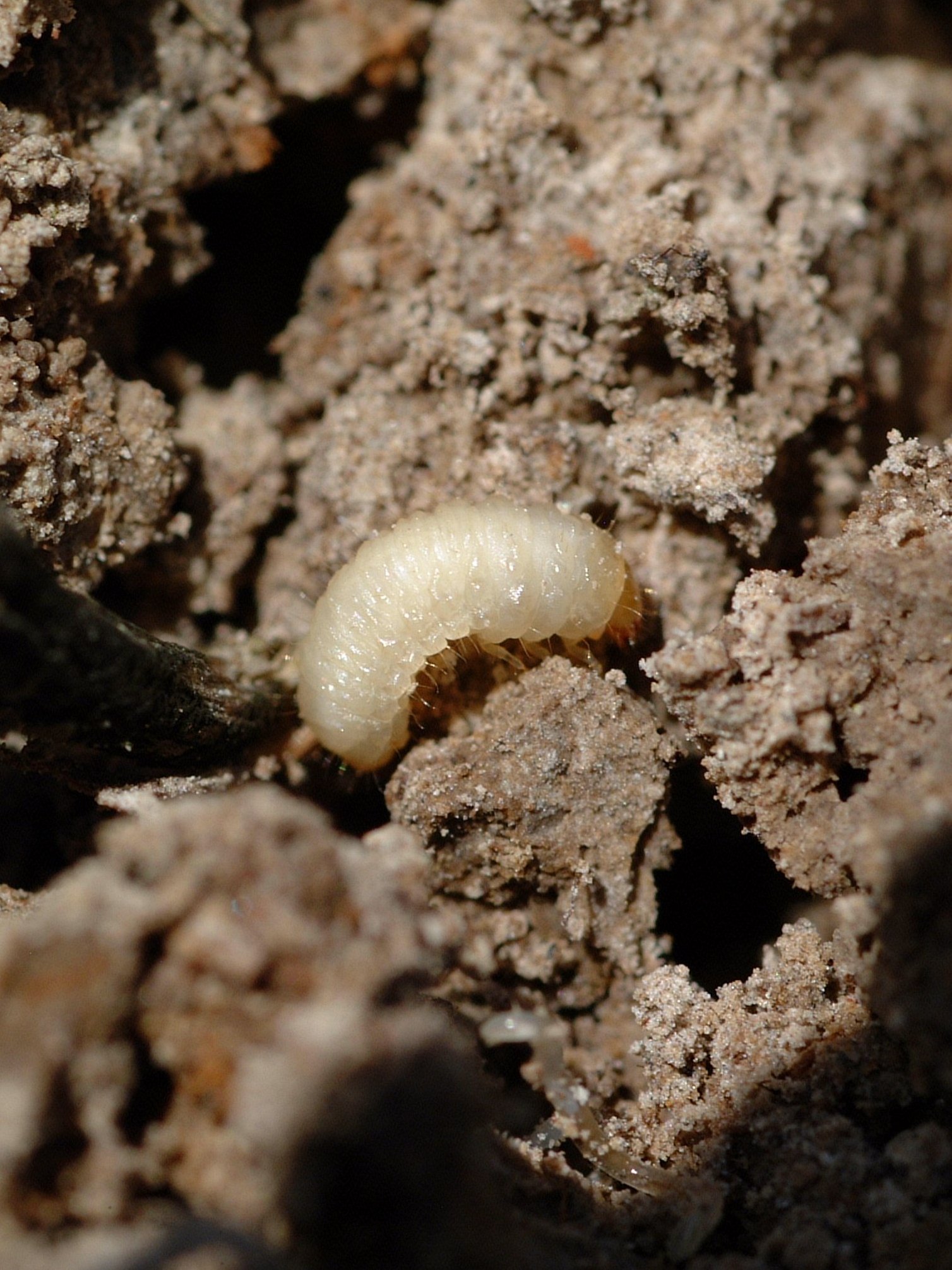 larva in dirt