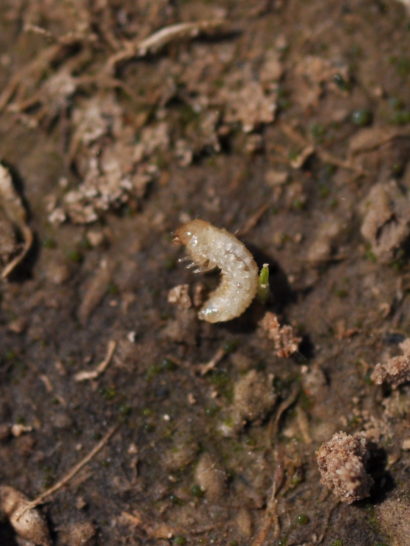 larva in dirt