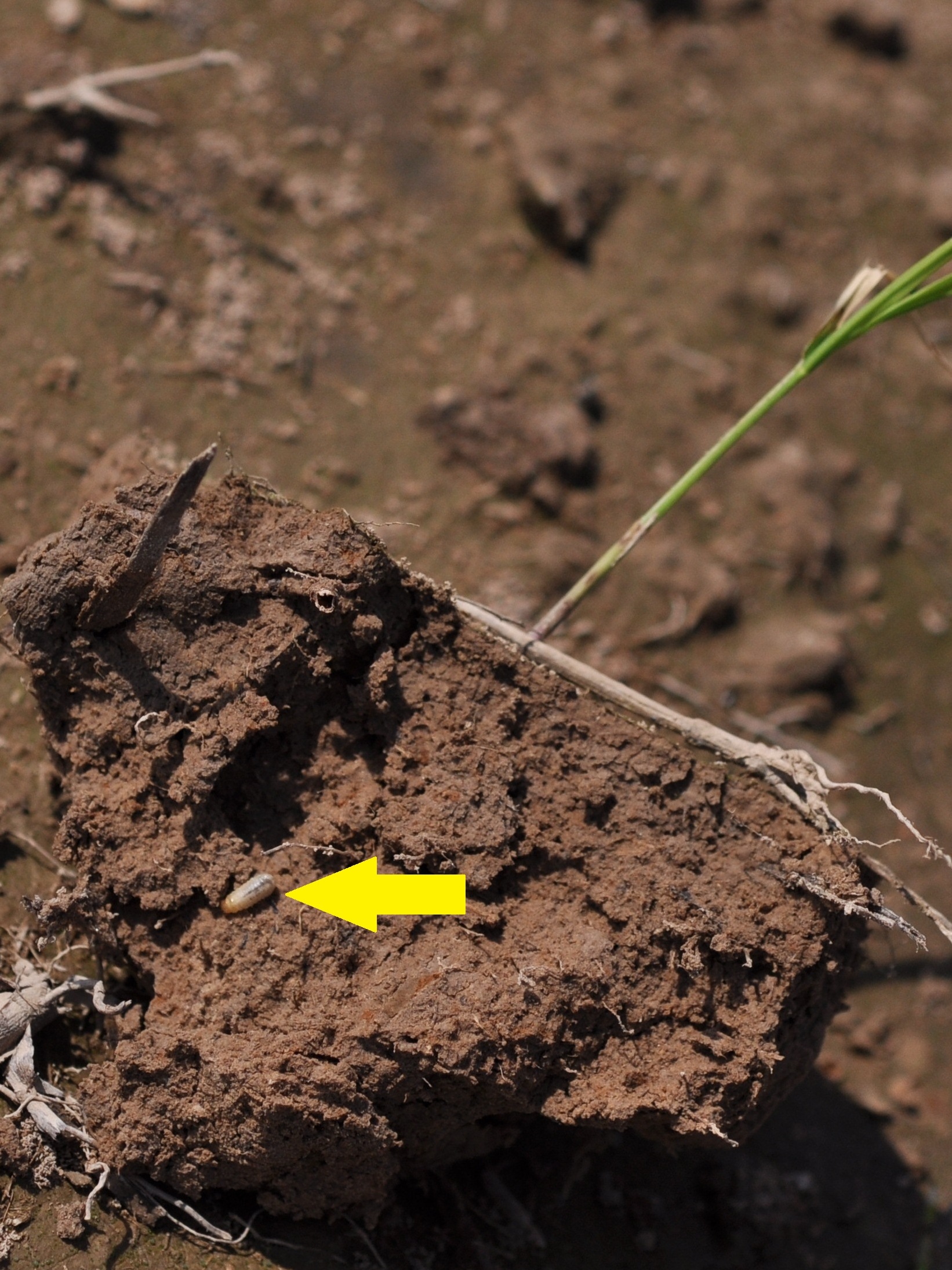 larva feeding on roots