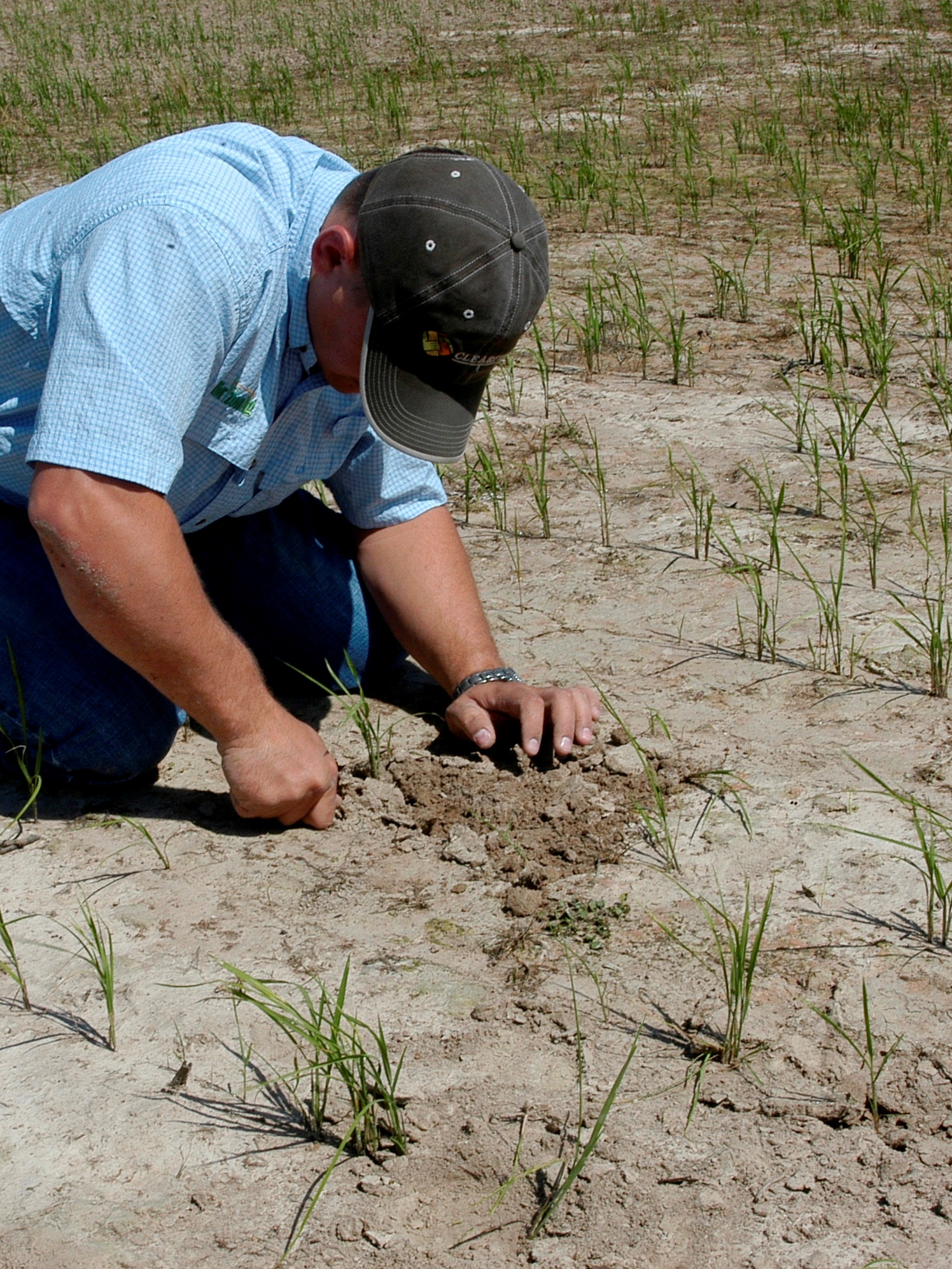digging for larva