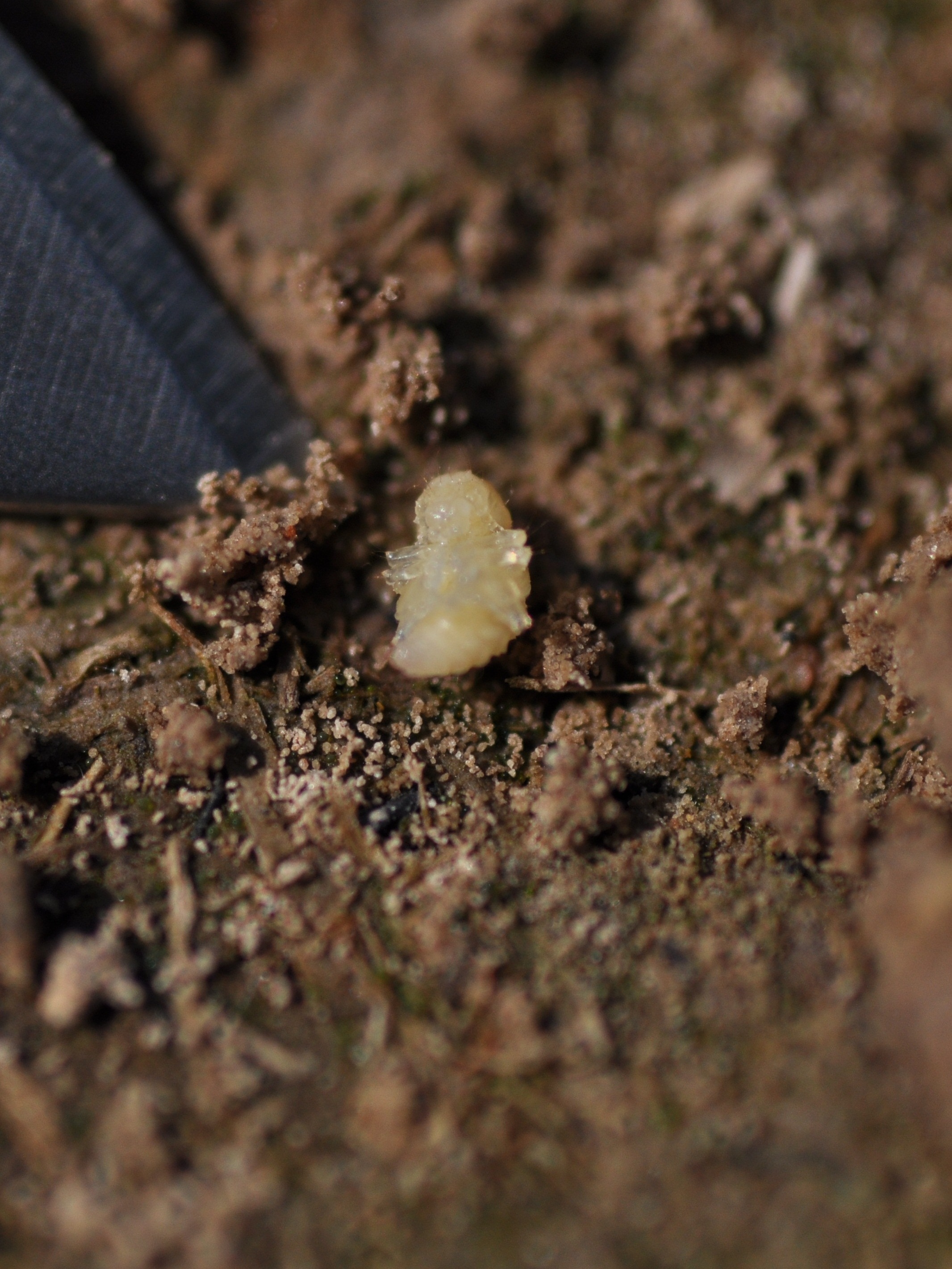 colaspis pupa