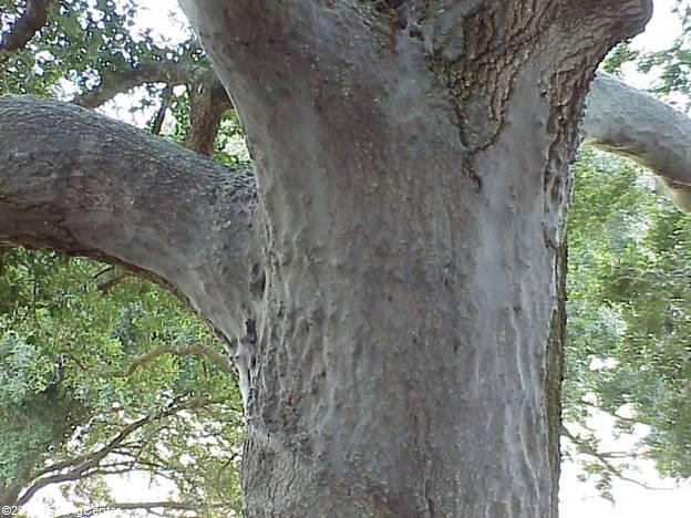Barklice, More Bark, than Bite
