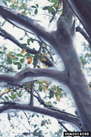 Photo of webbing