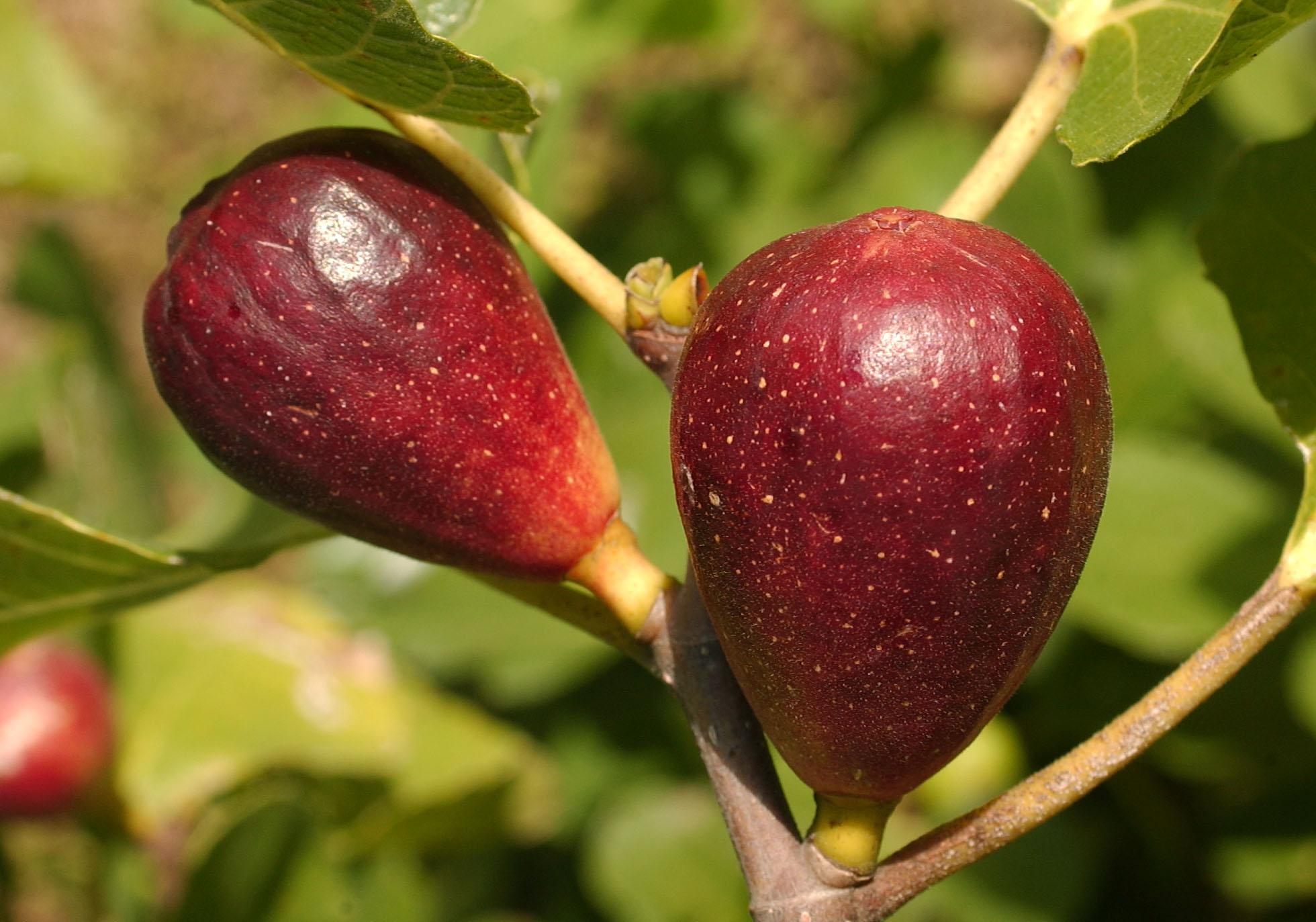 ripe figs