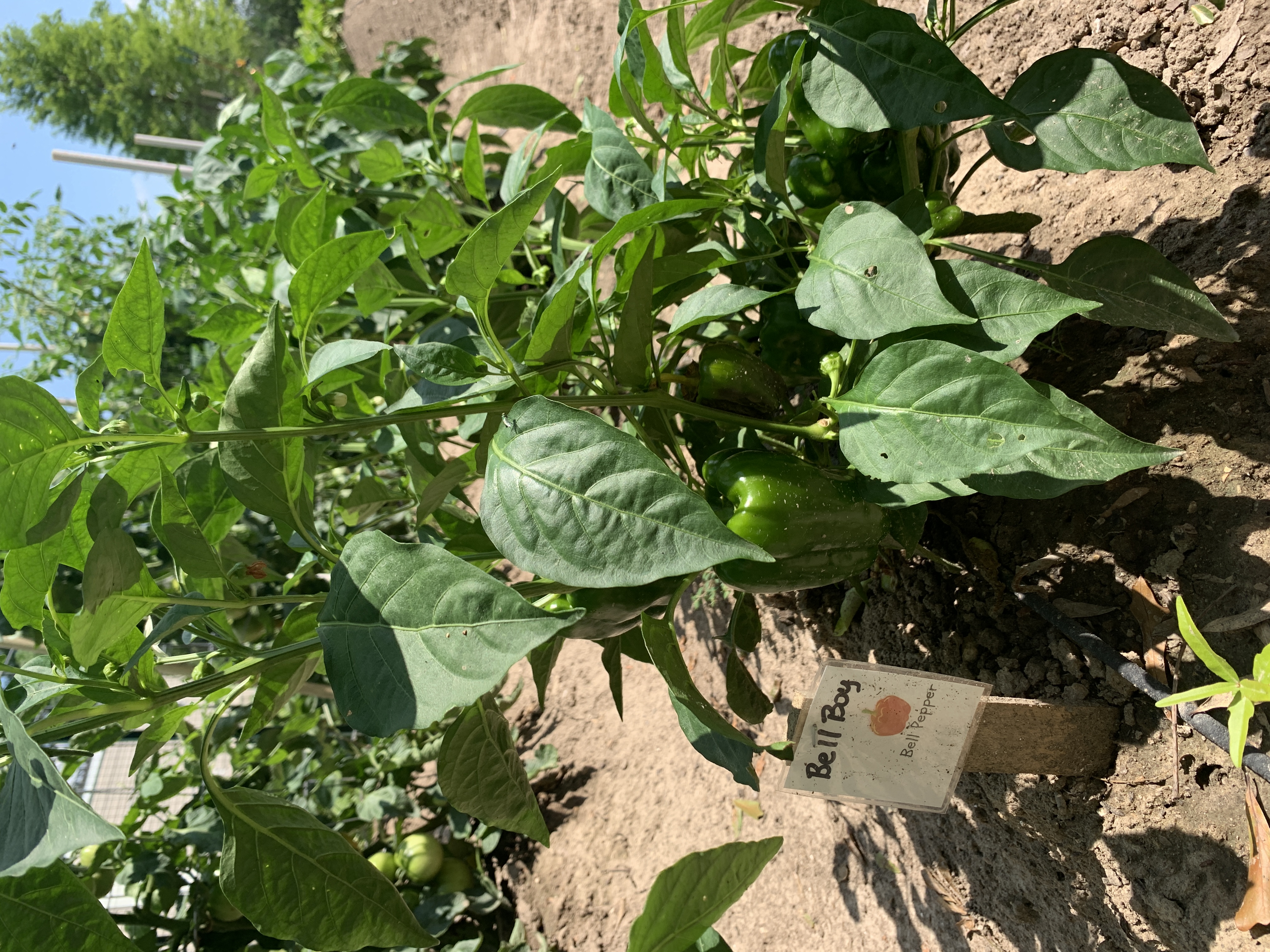 2026 Home Vegetable Garden Contest