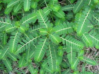 Exfoliating Bark and Chamberbitter Weed