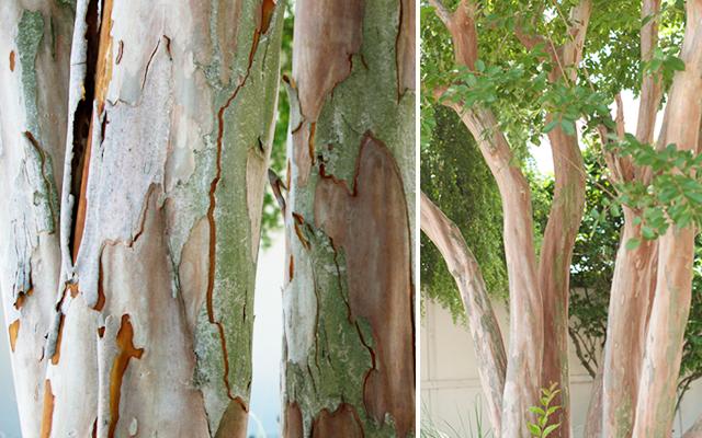 crepe-myrtle-barkjpg