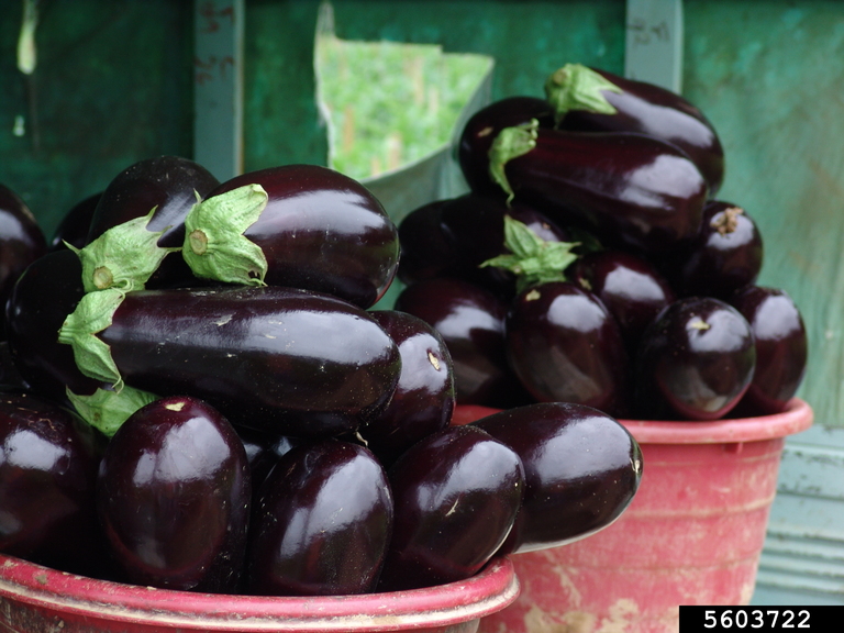 There’s An Eggplant for Just About Everyone