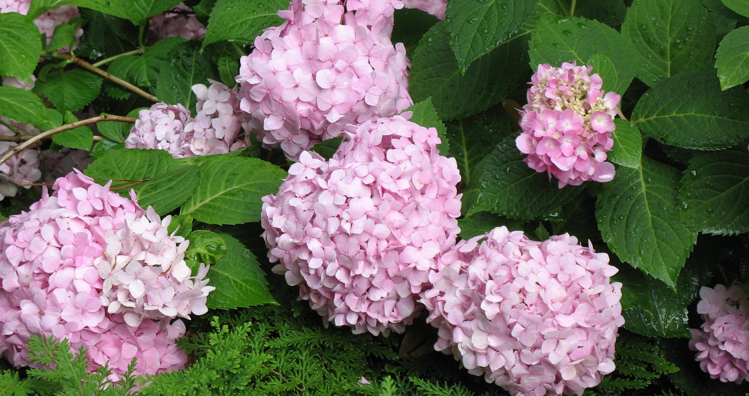 Penny Mac hydrangea selected as La. Super Plant