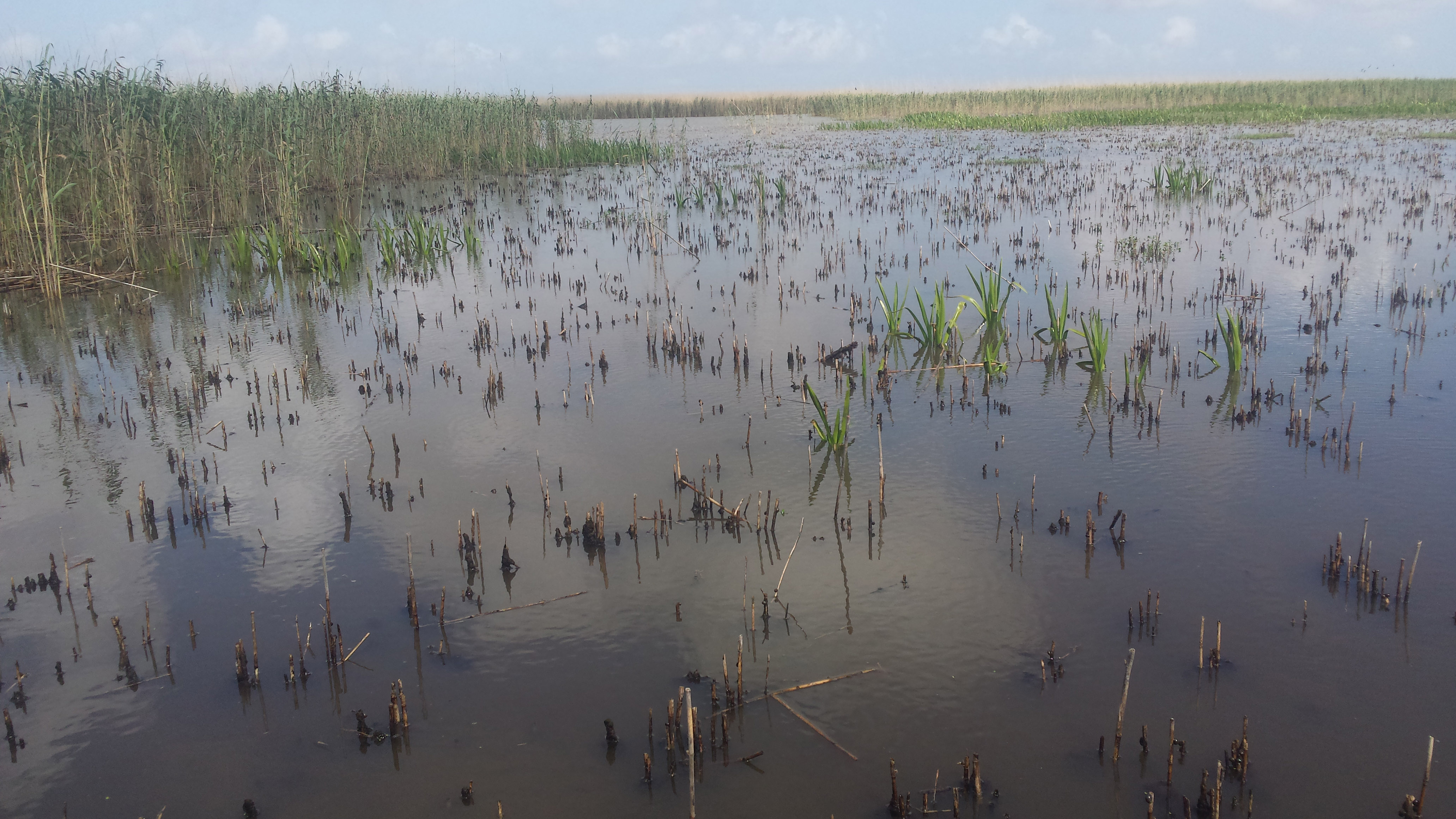 Scale insect is causing widespread wetland damage 