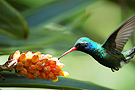 Hummingbird Gardens