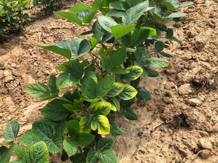 LA Soybean Crop Progress and Condition Week of June 22, 2020