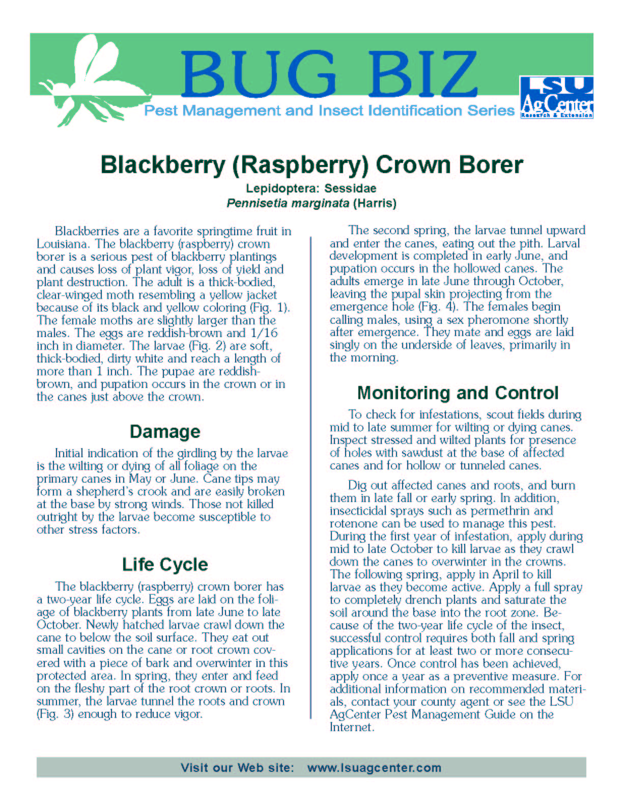 Bug Biz:  Blackberry (Raspberry) Crown Borer