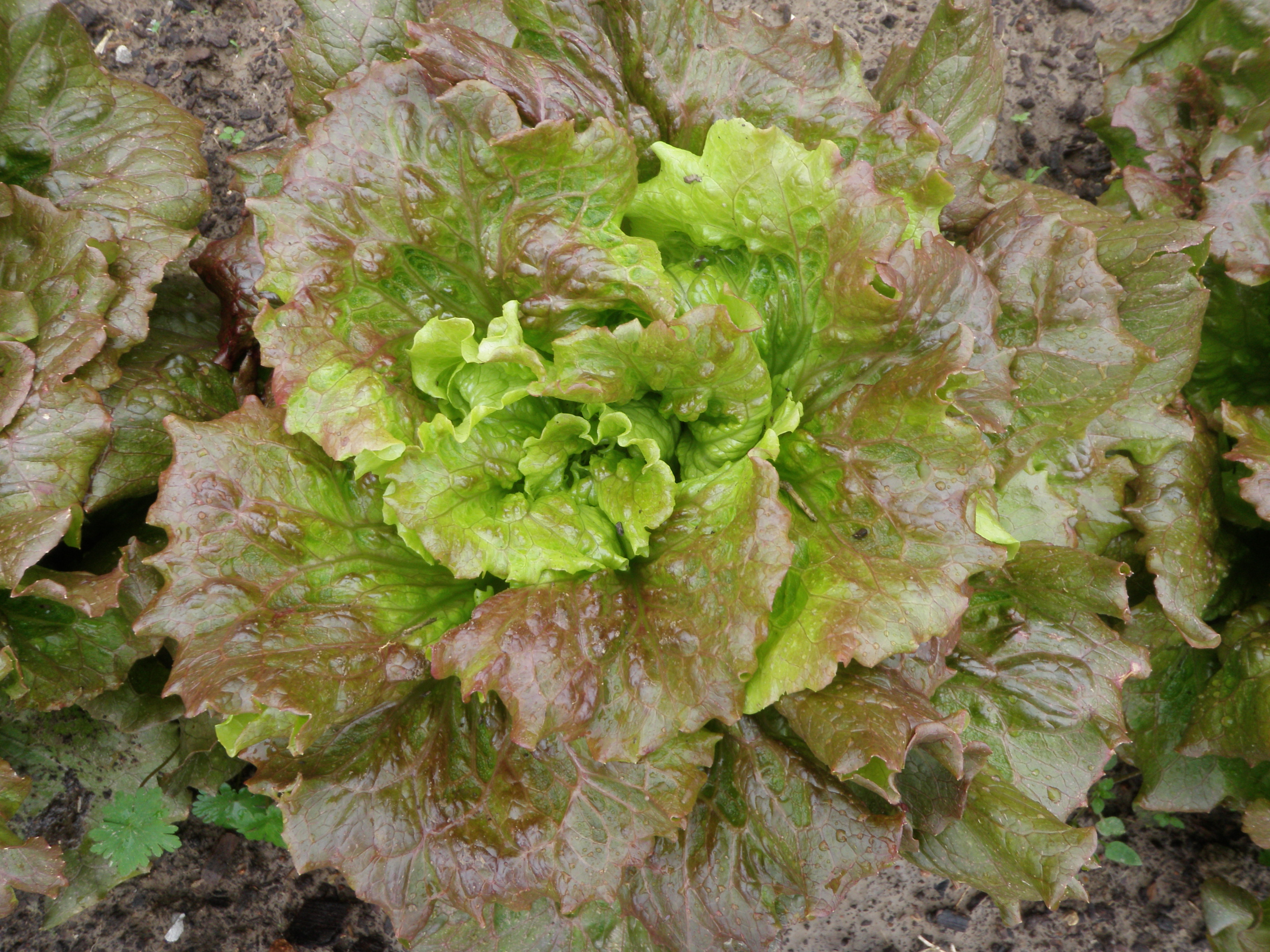 red-leaf lettuce