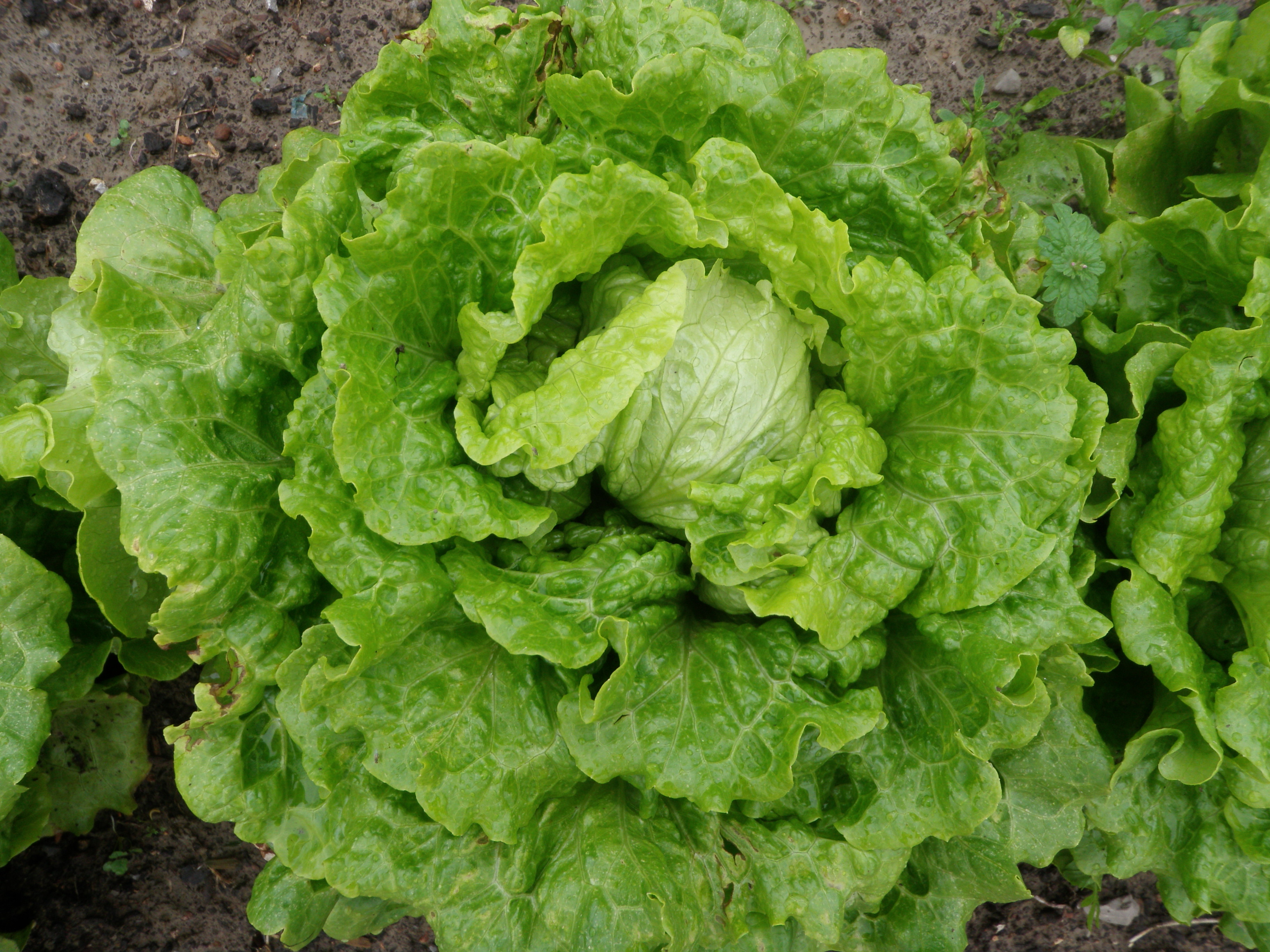 green-leaf lettuce