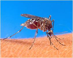 Mosquito Landing Rate Counts
