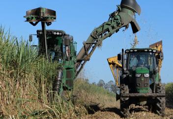 Sugarcane farmers wrapping up their harvest