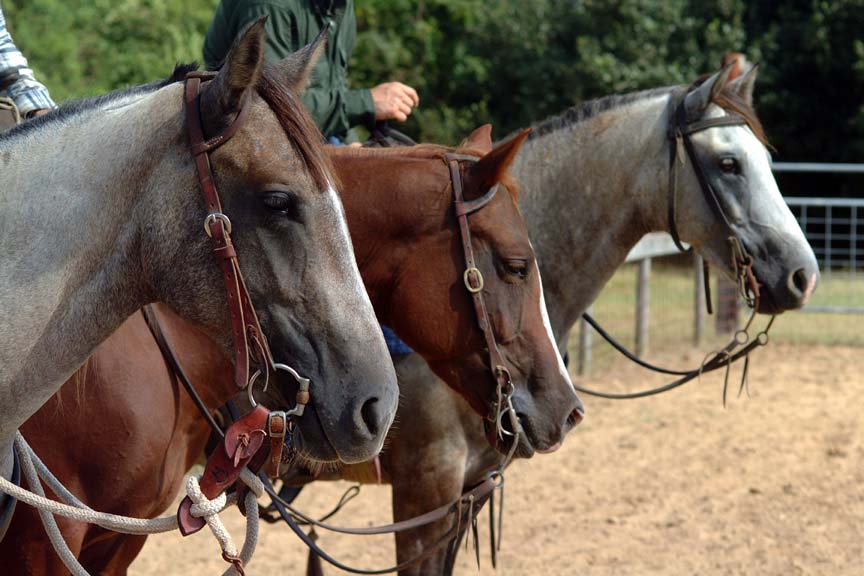 Horse Show Results