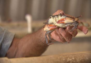 Producing soft-shell crabs poses unique challenges