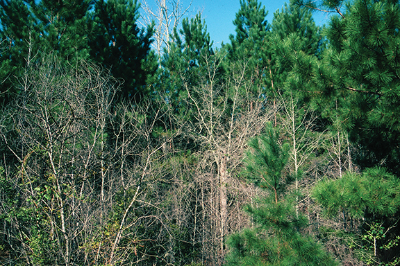 Do your pines need a release treatment?