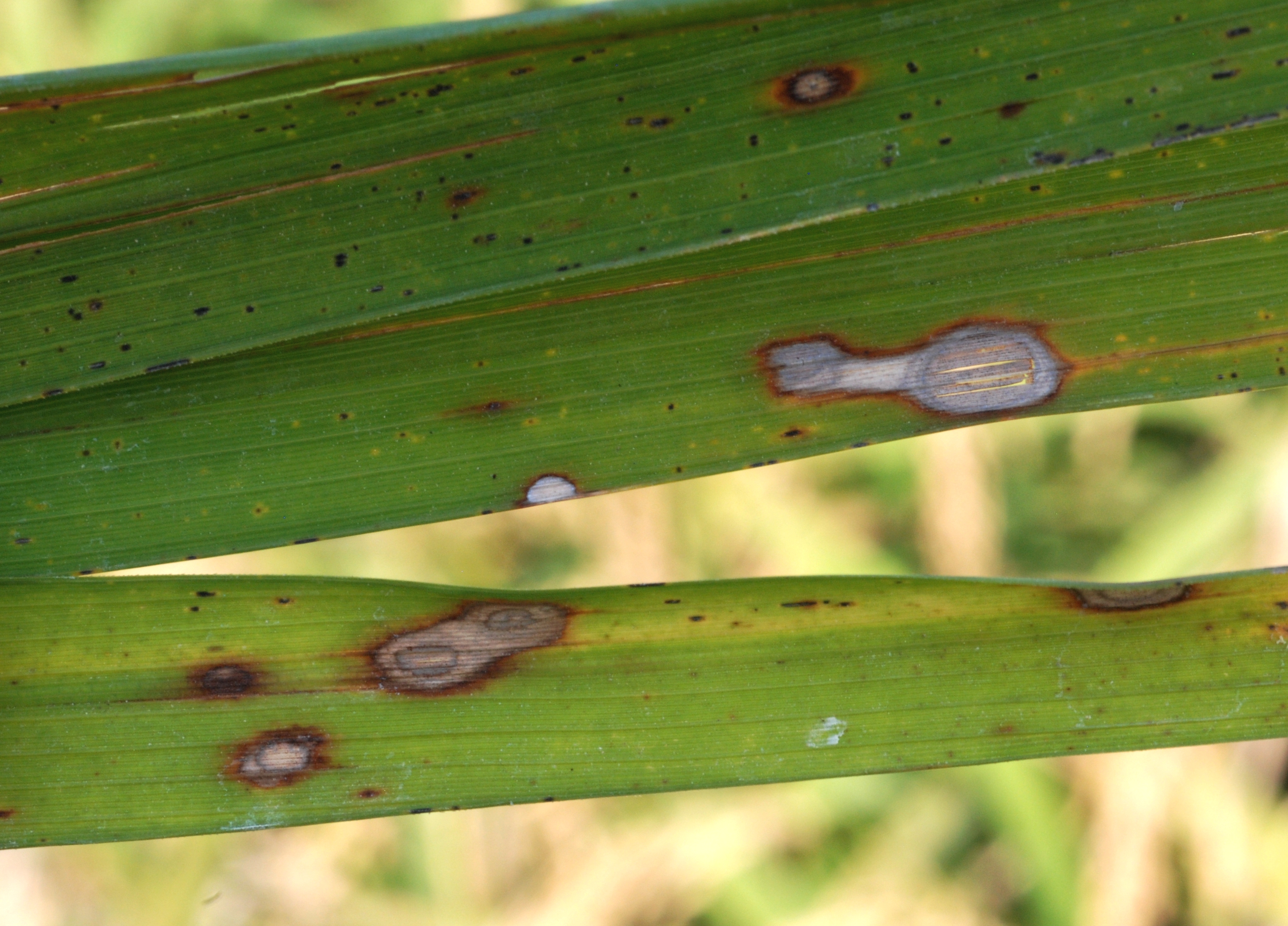 Atypical Alternaria Lesions