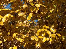 Chinese fringe tree