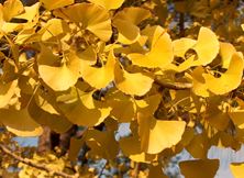 Ginkgo