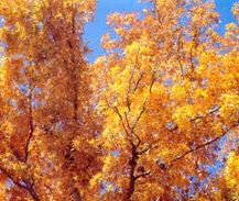 Green ash 