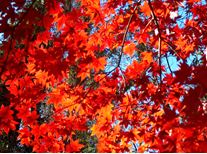 Japanese maple 